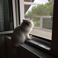Scottish Fold, Kedi  Zima fotoğrafı