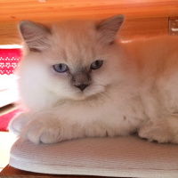 Scottish Fold, Kedi  Zima fotoğrafı