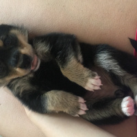 Rottweiler, Köpek  Mişa fotoğrafı