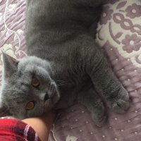 British Shorthair, Kedi  Çakıl fotoğrafı