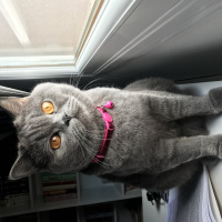 British Shorthair, Kedi  moonie fotoğrafı