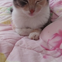 Tekir Kedi, Kedi  Pamuk fotoğrafı