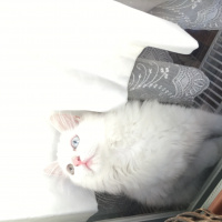 Ankara Kedisi, Kedi  Zin fotoğrafı