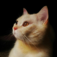Ankara Kedisi, Kedi  Zin fotoğrafı