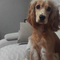 İngiliz Cocker Spaniel, Köpek  Luciy fotoğrafı