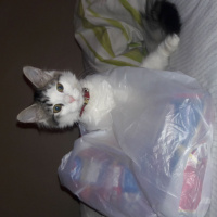 Honey Bear, Kedi  kızım fotoğrafı