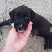 İngiliz Cocker Spaniel, Köpek  YUVA ARIYORUZZZ fotoğrafı