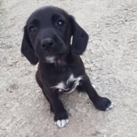 İngiliz Cocker Spaniel, Köpek  YUVA ARIYORUZZZ fotoğrafı