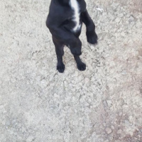 İngiliz Cocker Spaniel, Köpek  YUVA ARIYORUZZZ fotoğrafı