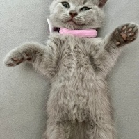 Scottish Fold, Kedi  Ceku fotoğrafı