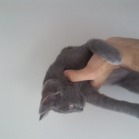 Mavi Rus, Kedi  Duman fotoğrafı
