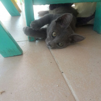 Mavi Rus, Kedi  Duman fotoğrafı