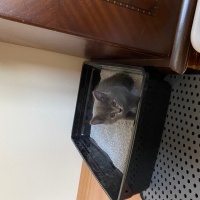 British Shorthair, Kedi  Mia fotoğrafı
