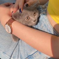 British Shorthair, Kedi  Mia fotoğrafı