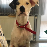 Soke, Kedi  Bıdık fotoğrafı