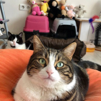 Soke, Kedi  Bıdık fotoğrafı