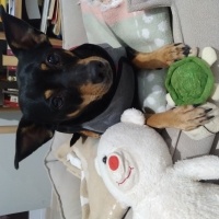 Minyatür Pinscher, Köpek  Şalo fotoğrafı