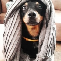 Minyatür Pinscher, Köpek  Şalo fotoğrafı