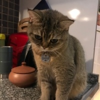 British Shorthair, Kedi  Çakıl fotoğrafı