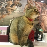 British Shorthair, Kedi  Çakıl fotoğrafı