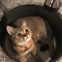 British Shorthair, Kedi  Çakıl fotoğrafı