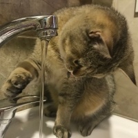 British Shorthair, Kedi  Çakıl fotoğrafı