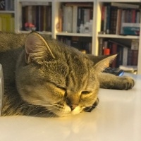 British Shorthair, Kedi  Çakıl fotoğrafı