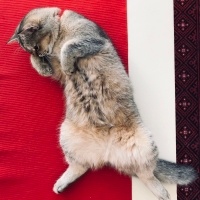British Shorthair, Kedi  Çakıl fotoğrafı