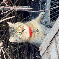 British Shorthair, Kedi  Çakıl fotoğrafı