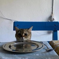 British Shorthair, Kedi  Çakıl fotoğrafı