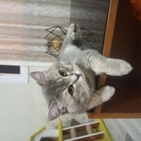 British Shorthair, Kedi  Paşa fotoğrafı