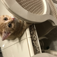 Tekir Kedi, Kedi  binnaz fotoğrafı