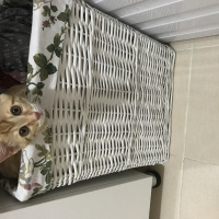 Tekir Kedi, Kedi  binnaz fotoğrafı
