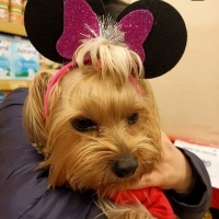 Yorkshire Terrier, Köpek  Şila fotoğrafı