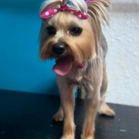 Yorkshire Terrier, Köpek  Şila fotoğrafı