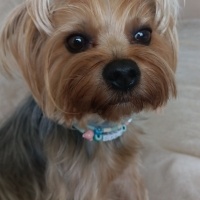 Yorkshire Terrier, Köpek  Şila fotoğrafı