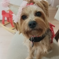 Yorkshire Terrier, Köpek  Şila fotoğrafı