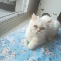 Chinchilla, Kedi  Pamuk fotoğrafı