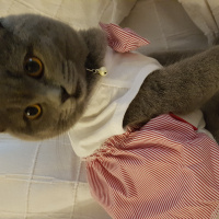 British Shorthair, Kedi  Zeyna fotoğrafı