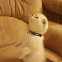 British Shorthair, Kedi  Zeyna fotoğrafı