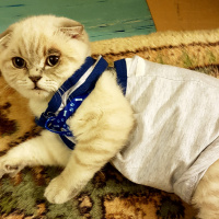 British Shorthair, Kedi  Zeyna fotoğrafı