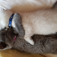 British Shorthair, Kedi  Zeyna fotoğrafı