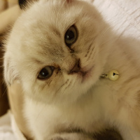 British Shorthair, Kedi  Zeyna fotoğrafı