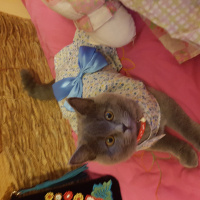 British Shorthair, Kedi  Zeyna fotoğrafı