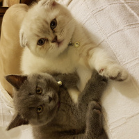 British Shorthair, Kedi  Zeyna fotoğrafı