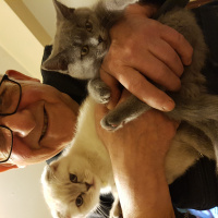 British Shorthair, Kedi  Zeyna fotoğrafı