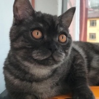 British Shorthair, Kedi  Duman fotoğrafı