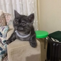 British Shorthair, Kedi  Duman fotoğrafı