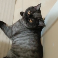 British Shorthair, Kedi  Duman fotoğrafı