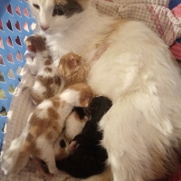 Tekir Kedi, Kedi  Fıstık fotoğrafı